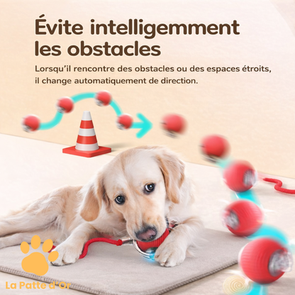 La "Balle-Proie" Interactive par La Patte d'Or