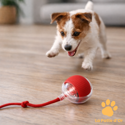 La "Balle-Proie" Interactive par La Patte d'Or